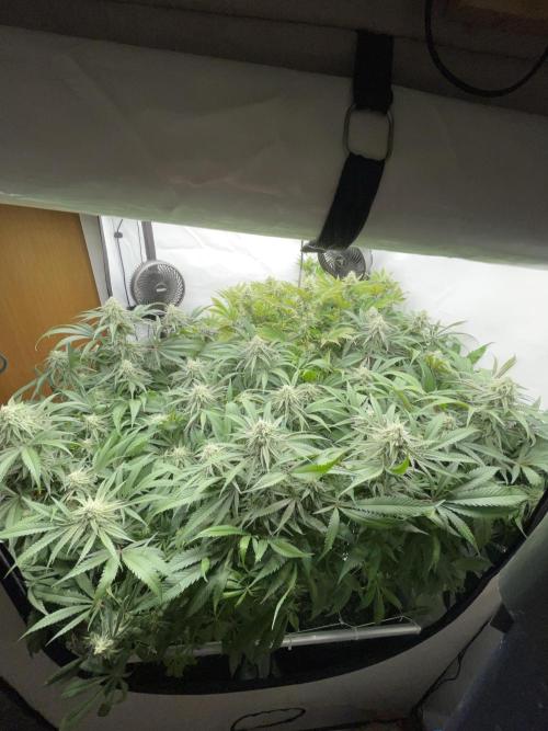 Plumz. Week 13 - Plumz in the back