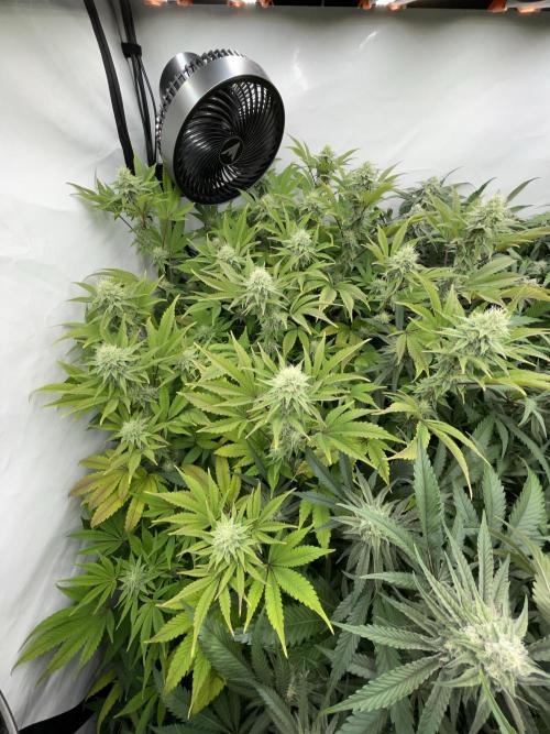 Plumz. Week 13
