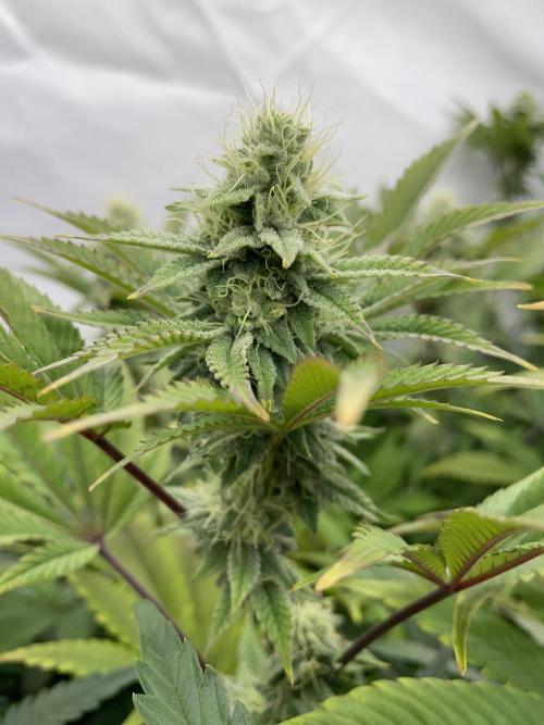 Plumz. Week 13