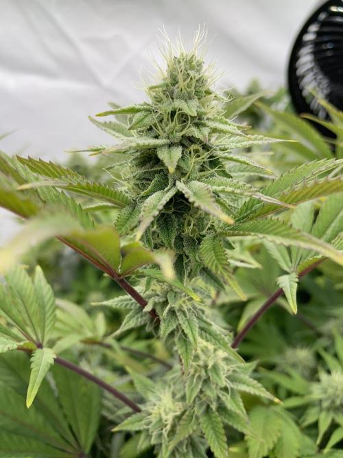 Plumz. Week 13