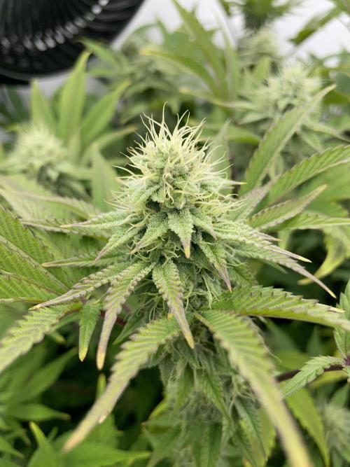 Plumz. Week 13