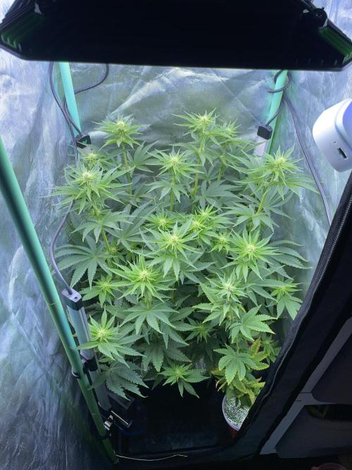 Sticky Broccoli. Week 10 - F21.