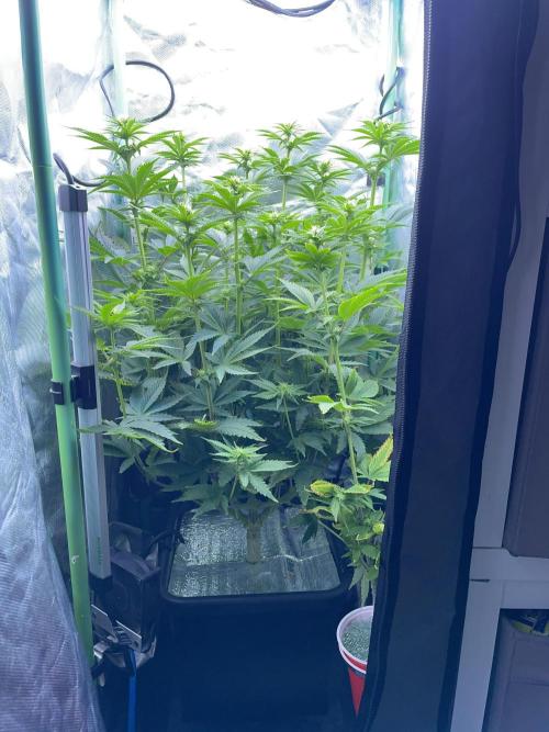 Sticky Broccoli. Week 10 - F21.