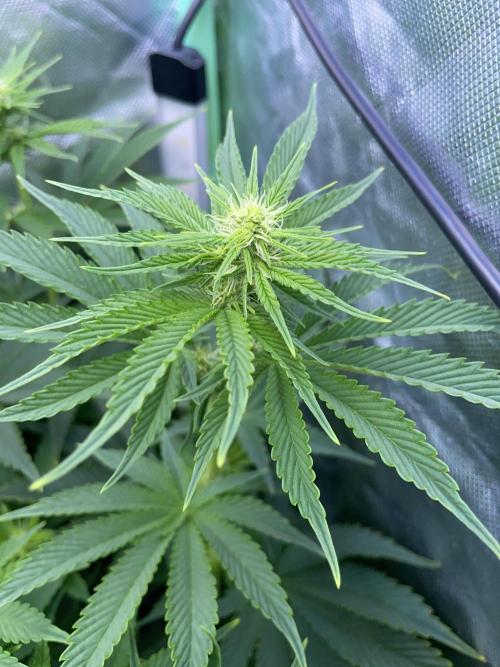 Sticky Broccoli. Week 10 - F21.