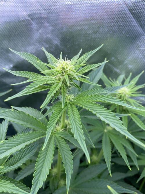 Sticky Broccoli. Week 10 - F21.