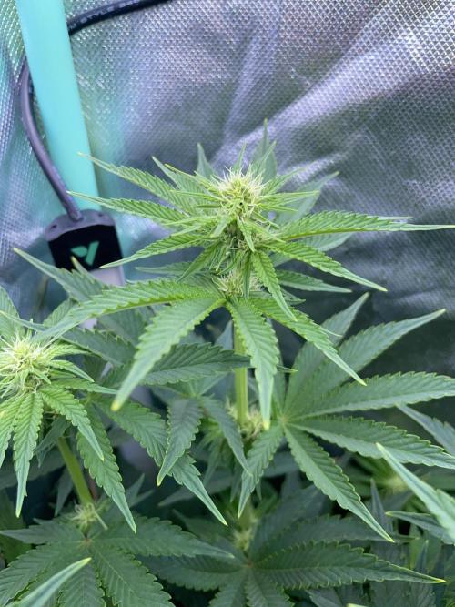 Sticky Broccoli. Week 10 - F21.