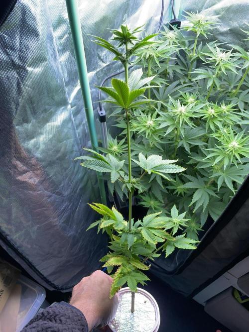 Sticky Broccoli. Week 10 - F21. #2