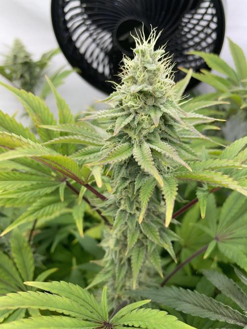 Plumz. Week 14