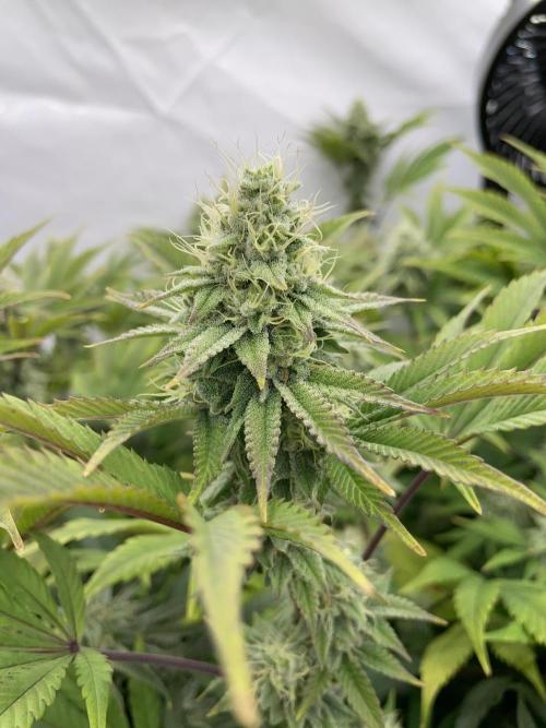Plumz. Week 14