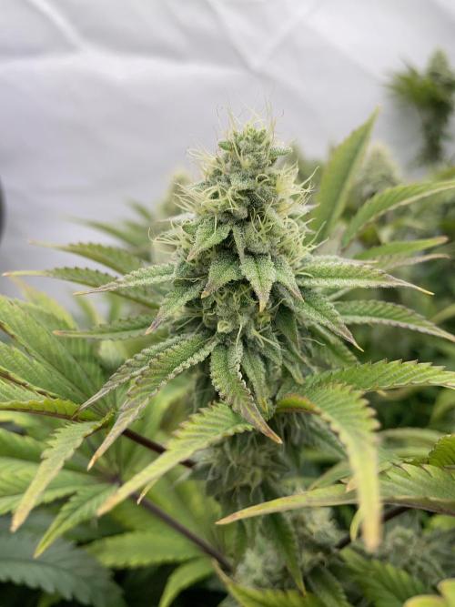 Plumz. Week 14
