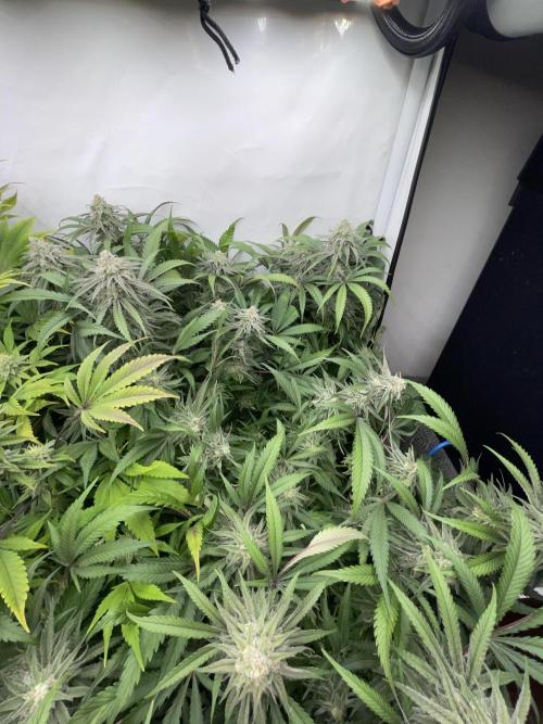 Cap Junky. Week 14 - CJ #1
