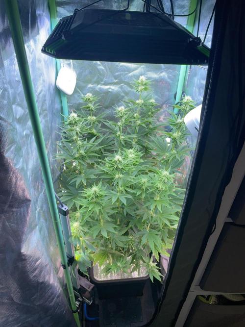 Sticky Broccoli. Week 11 - F28.