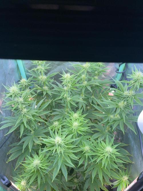 Sticky Broccoli. Week 11 - F28.