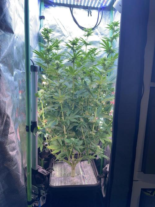 Sticky Broccoli. Week 11 - F28.