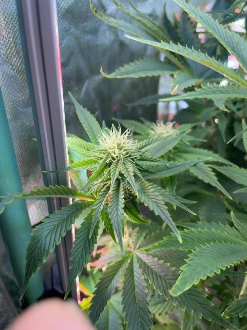Sticky Broccoli. Week 11 - F28.