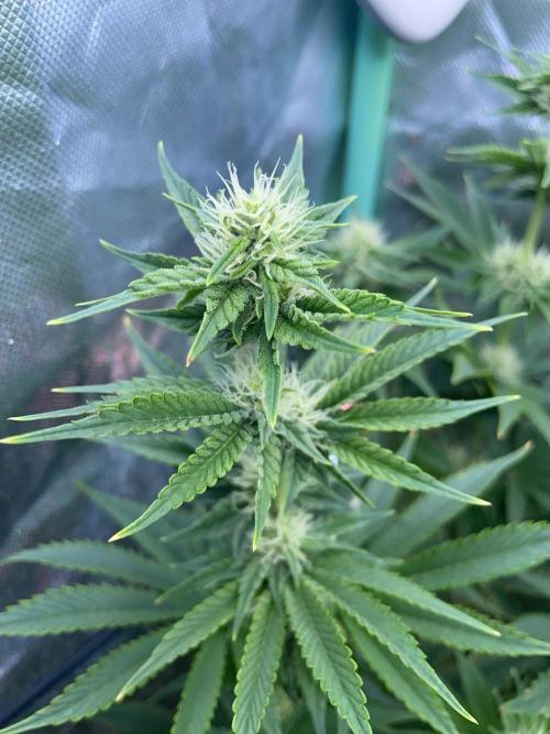 Sticky Broccoli. Week 11 - F28.
