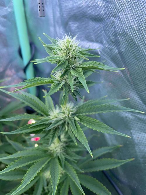 Sticky Broccoli. Week 11 - F28.