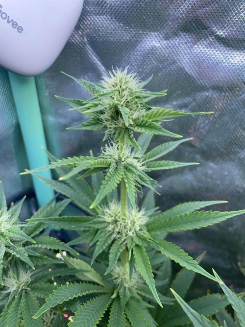 Sticky Broccoli. Week 11 - F28.