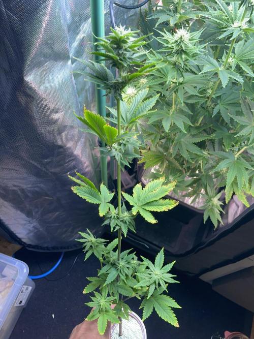 Sticky Broccoli. Week 11 - F28. #2