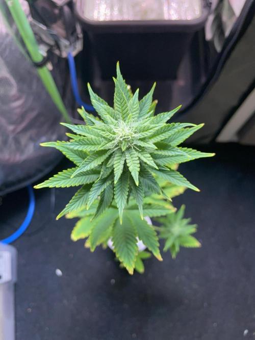 Sticky Broccoli. Week 11 - F28. #2