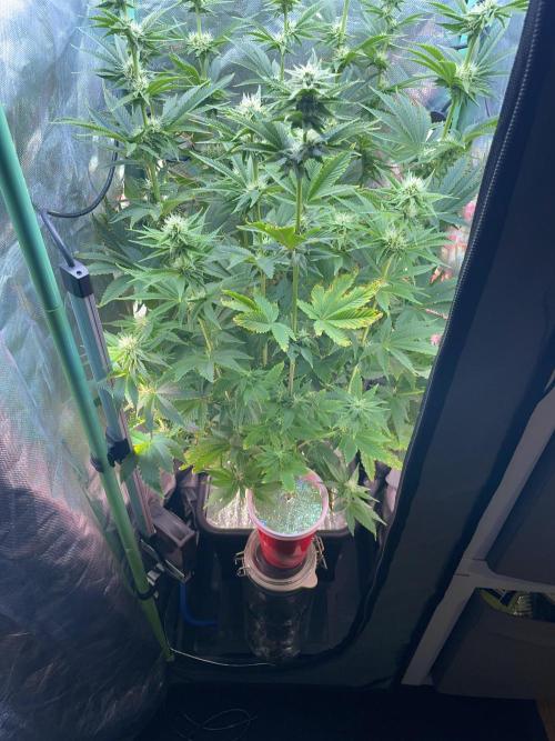 Sticky Broccoli. Week 11 - F28. #2