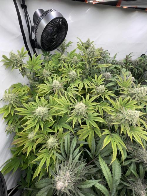 Plumz. Week 15