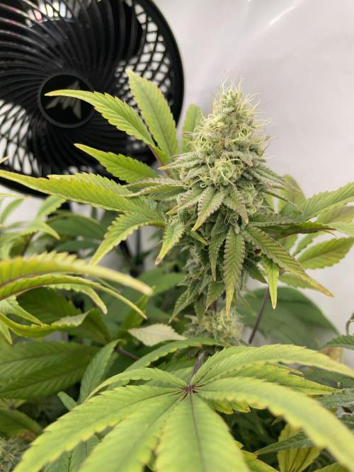 Plumz. Week 15