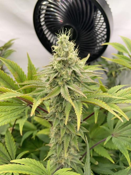 Plumz. Week 15