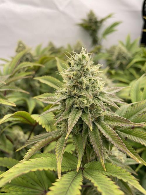Plumz. Week 15