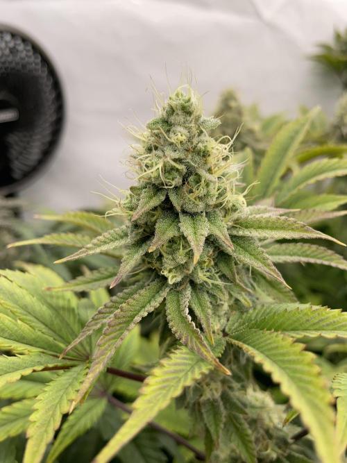 Plumz. Week 15