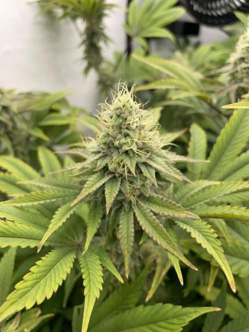 Plumz. Week 15