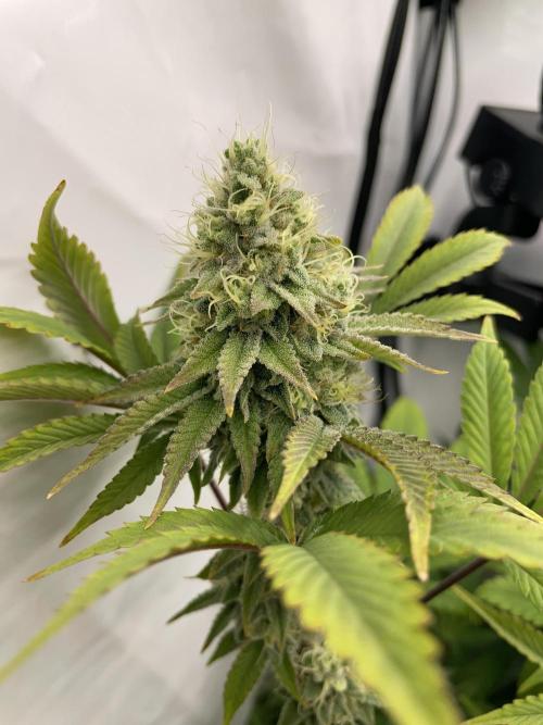 Plumz. Week 15