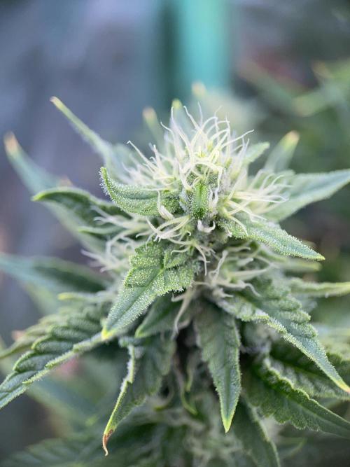Sticky Broccoli. Week 12 - F35.