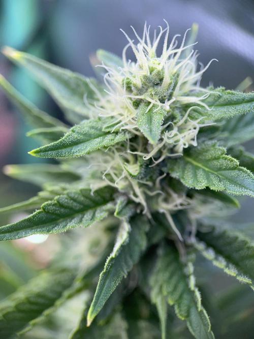 Sticky Broccoli. Week 12 - F35.
