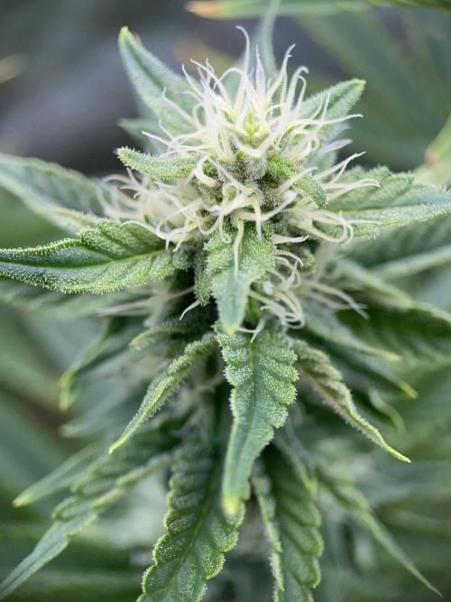 Sticky Broccoli. Week 12 - F35.