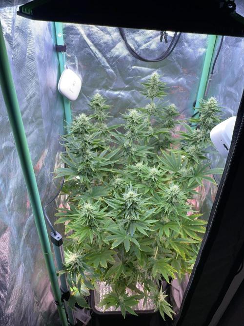 Sticky Broccoli. Week 12 - F35.