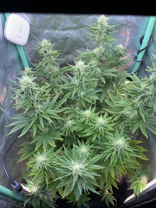 Sticky Broccoli. Week 12 - F35.