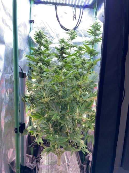 Sticky Broccoli. Week 12 - F35.