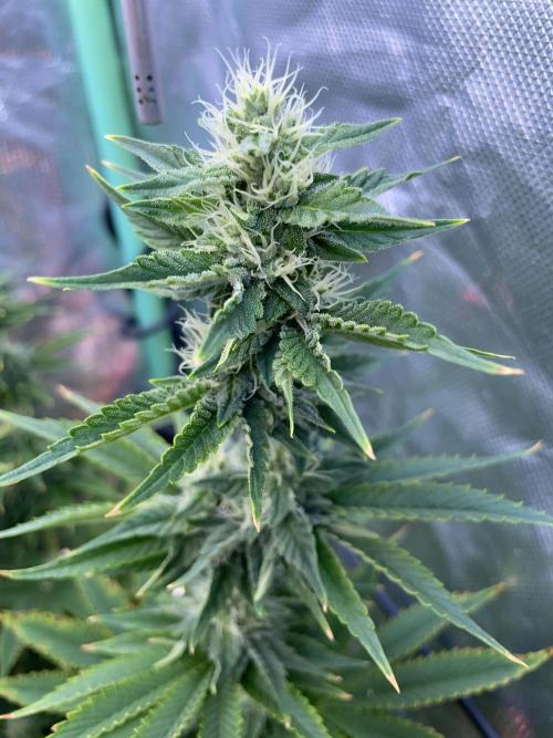 Sticky Broccoli. Week 12 - F35.