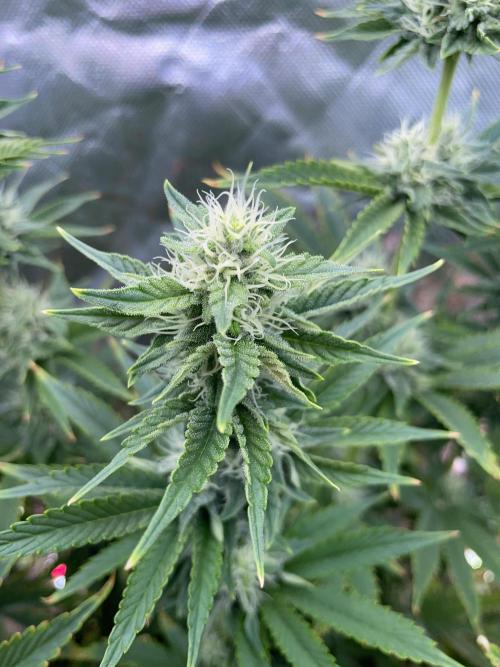 Sticky Broccoli. Week 12 - F35.