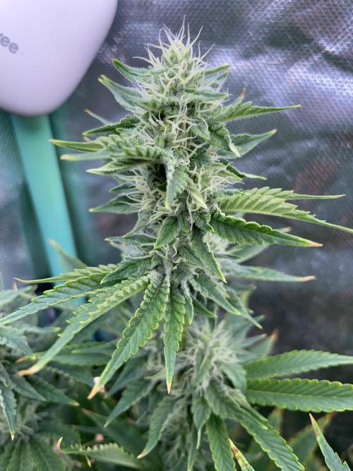 Sticky Broccoli. Week 12 - F35.