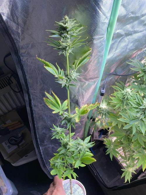 Sticky Broccoli. Week 12 - F35. #2