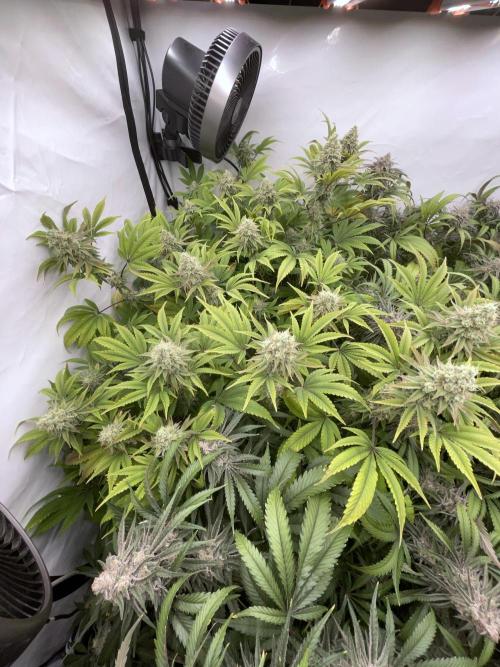 Plumz. Week 16