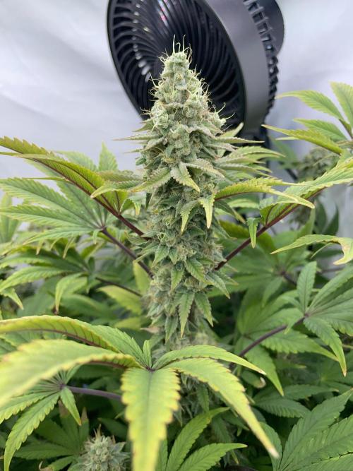 Plumz. Week 16