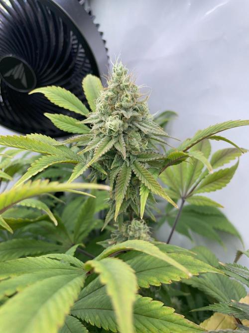 Plumz. Week 16