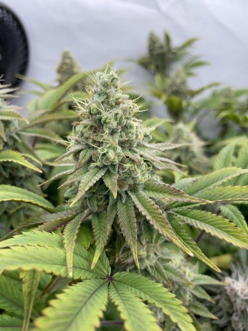 Plumz. Week 16