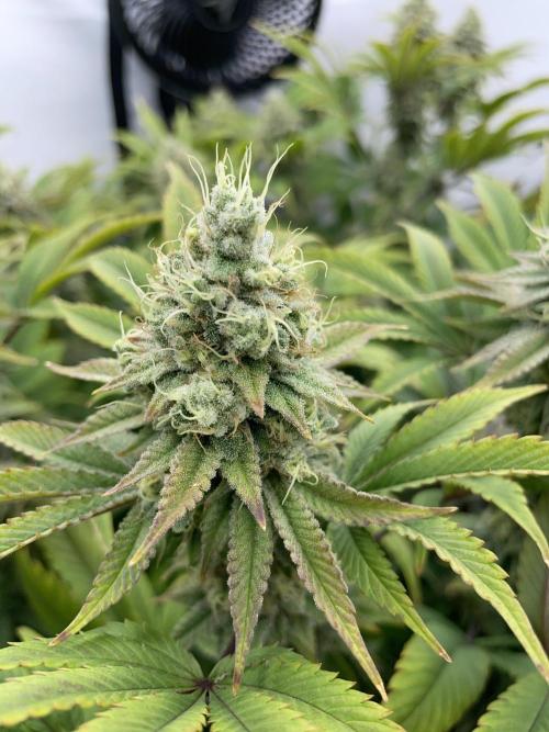 Plumz. Week 16