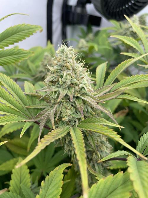 Plumz. Week 16