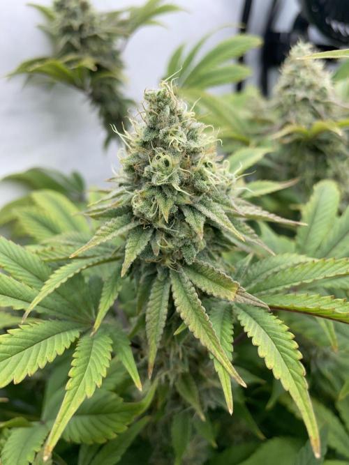 Plumz. Week 16