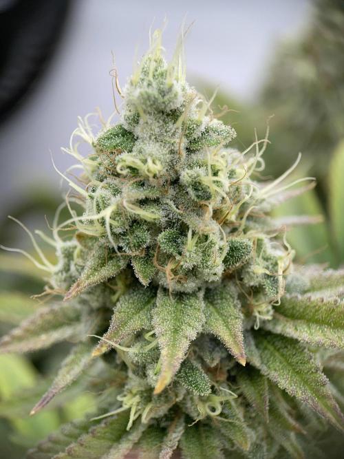 Plumz. Week 16